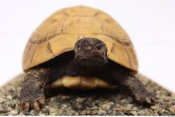 Turtles Animal photo references